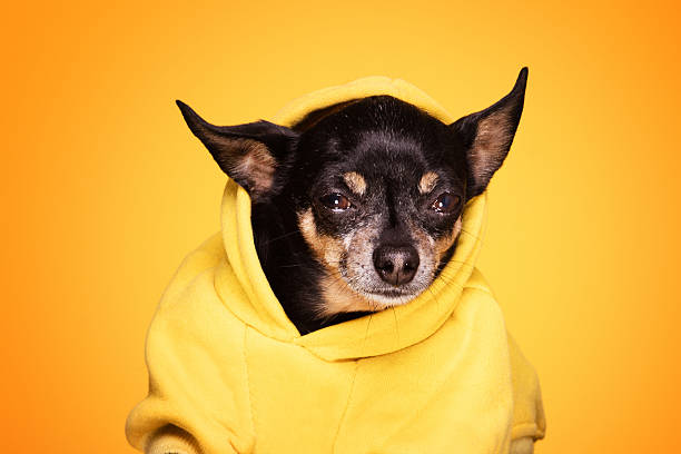 istock Chihuahua dog looking at camera 637536000