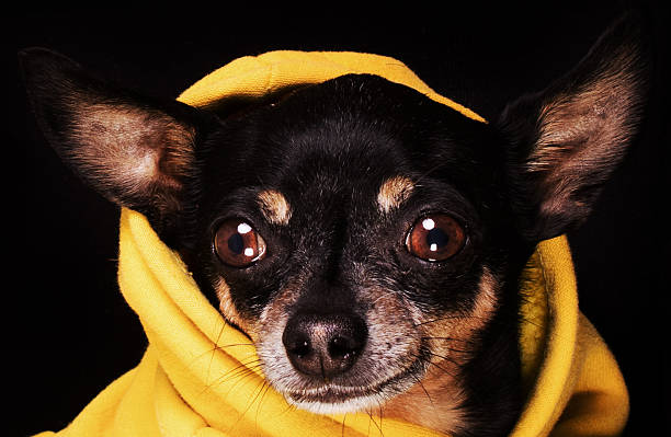 istock Chihuahua dog looking at camera 637536014