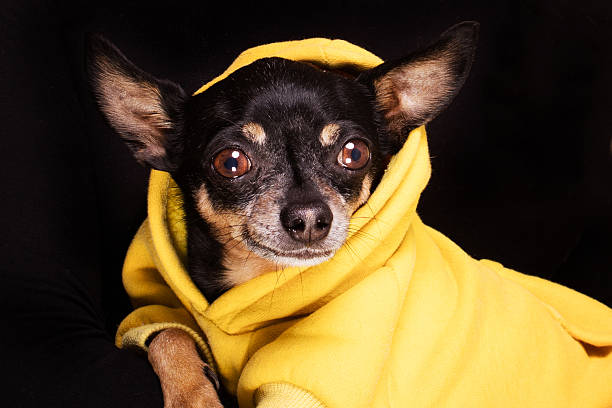 istock Chihuahua dog looking at camera 637536040