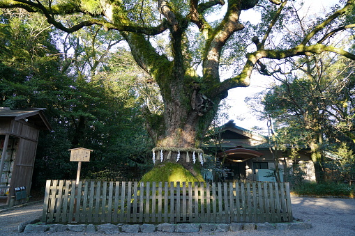 Nagoya, Japan-December 24, 2016:Very old camphor tree in Atsuta Shrine. Its age is said to be more than 1,000 years.