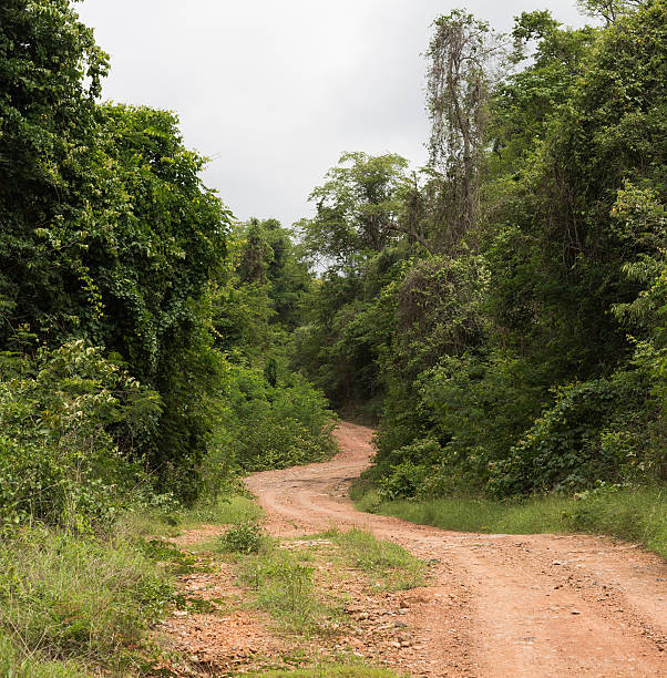 istock beautiful country road that runs along a forest 637541344