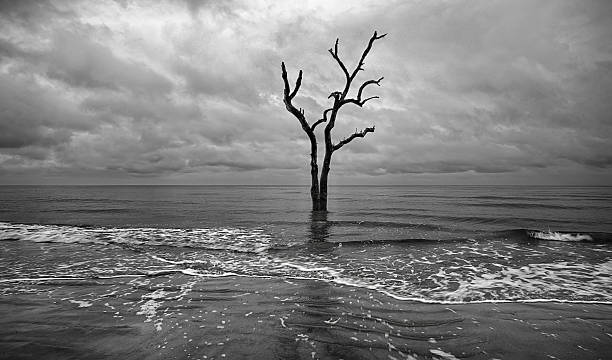 istock Driftwood and washed out trees at the beach on Hunting 637541848