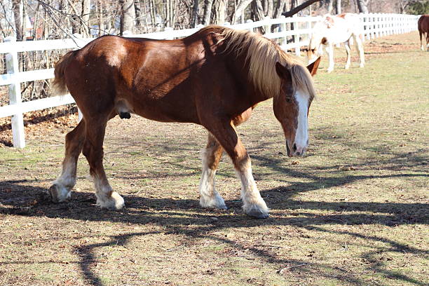 istock Horse in a field with a  white fence 637541914