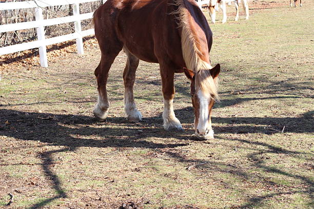 istock Horse in a field with a  white fence 637541978