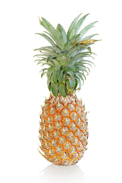 istock pineapple picked fresh from the garden, 637542348