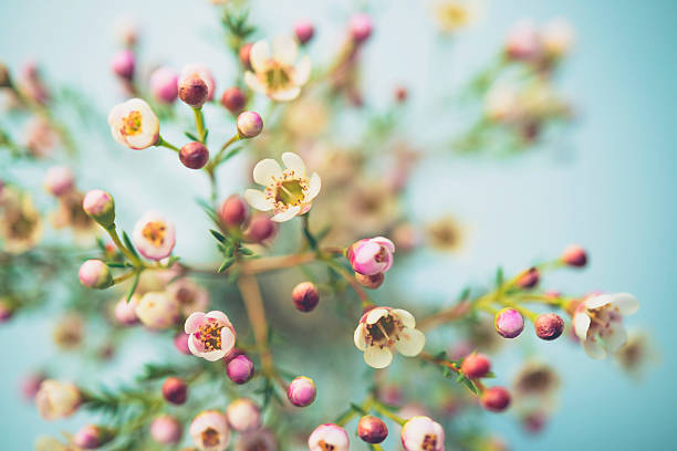 istock Bouquet of delicate waxflowers in bright light with blue background 637542432