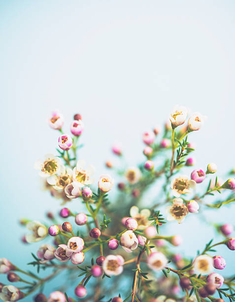 istock Bouquet of delicate waxflowers in bright light with blue background 637542486