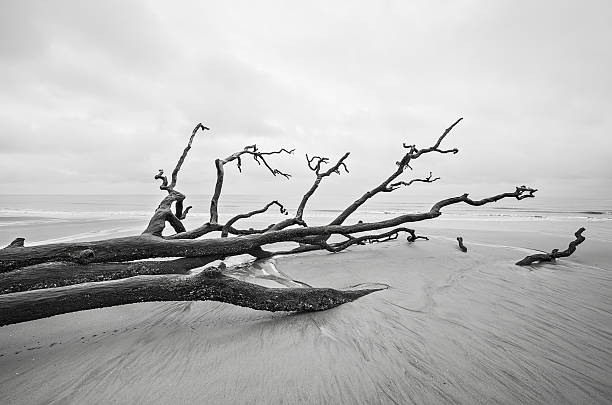 istock Driftwood and washed out trees at the beach on Hunting 637543760