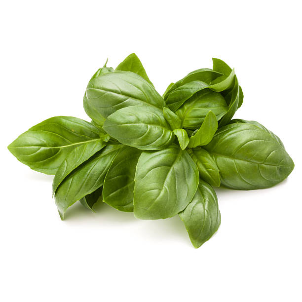 istock Sweet basil herb leaves bunch isolated on white background 637544524