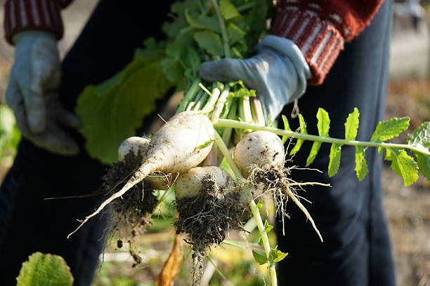 istock Farmwoking senior person in field 637545568