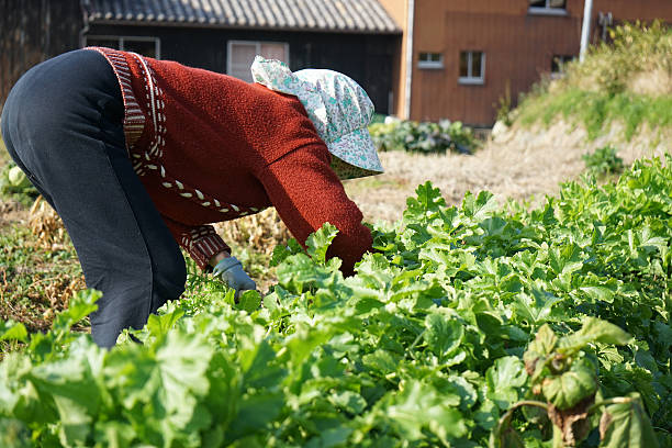istock Farmwoking senior person in field 637545656