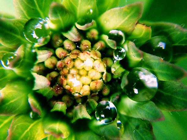 flower macro photo in rainy day,Gansu,China