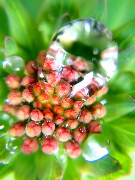 istock flower macro rainy day,Gansu,China 637548612