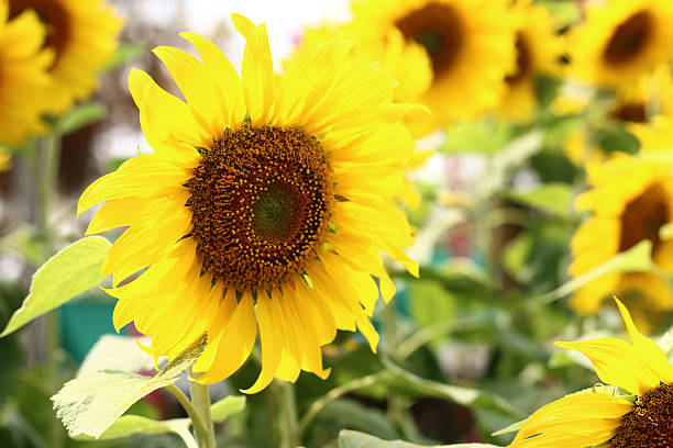 istock background of yellow flowers 637548994
