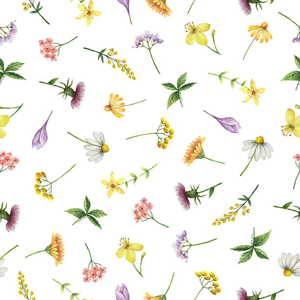 수채화는 의료 허브와 식물과 매끄러운 패턴. - chamomile chamomile plant herbal medicine flower stock illustrations
