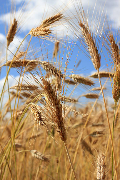 istock Wheat in country land 637549478