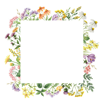 Watercolor square frame with medical plants. Healing Herbs for for summer or spring cards, Invitations, posters, banners or greeting design.
