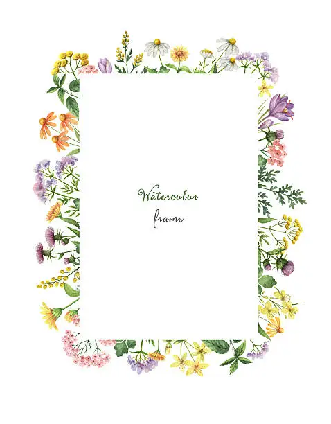 Watercolor rectangular frame with meadow plants. Healing Herbs for for summer or spring cards, Invitations, posters, banners or greeting design.