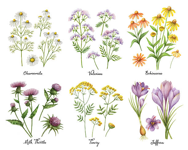 akwarela ręcznie malowane zestaw z ziół medycznych i roślin. - flower bed gardening flower field stock illustrations