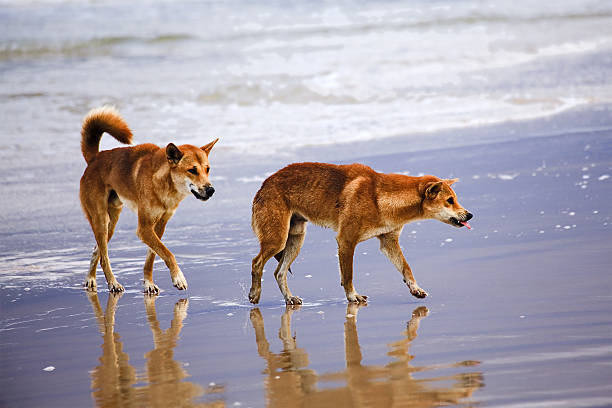 QE Fi Beach Dingoes A pair of wild endangered dingoes on remote sandy beach of Fraser Island in QUeensland, AUstralia. fraser island stock pictures, royalty-free photos & images