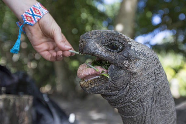 istock hand is feeding a Aldabra Giant Tortoise  in Seychelles 637551344