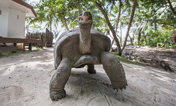 istock Aldabra Giant Tortoise  in Seychelles 637551380