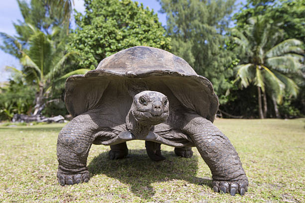 istock Aldabra Giant Tortoise  in Seychelles 637551442
