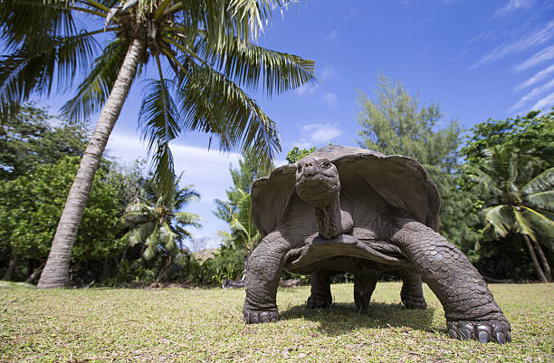istock Aldabra Giant Tortoise  in Seychelles 637551452