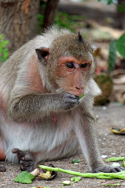 istock Monkey eating fruit.monkey lives in a natural forest of Thailand 637551468