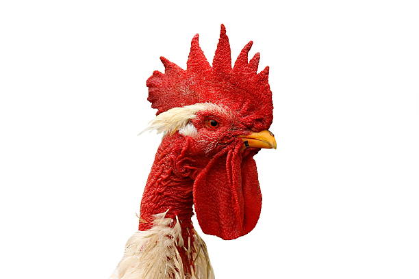 istock shaggy rooster portrait over white 637551718