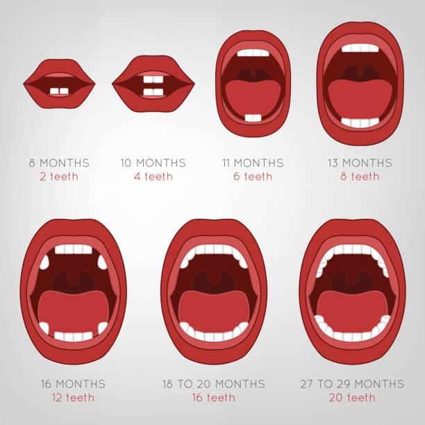 Child First Tooth 590+ Tooth Eruption Stock Photos, Pictures & Royalty-Free Images - iStock