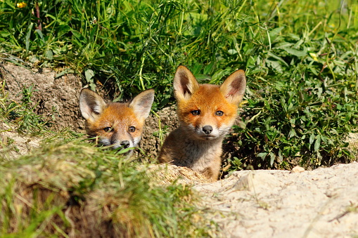two cute young  foxes at the entrance of the den ( Vulpes )