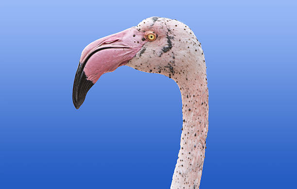 istock head of flamingo on blurred background 637554394