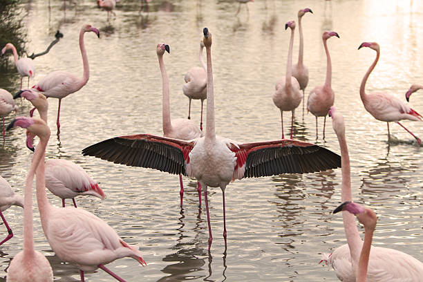 istock group of flamingos 637554736