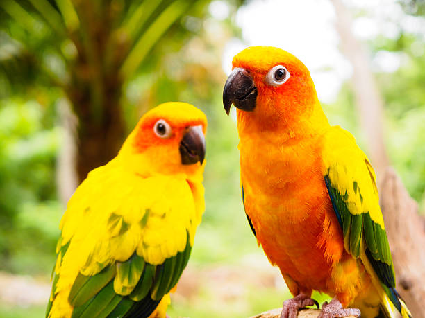istock couple of Sun Parakeet or Sun Conure 637555166