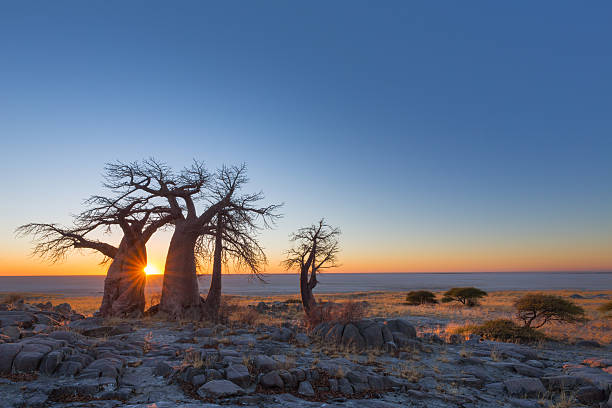 istock Baobab Trees on Kubu Island at sunrise 637555432