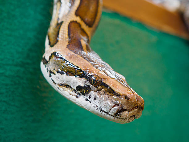 istock Close up head of Burmese python at Songkhla Thailand 637556630