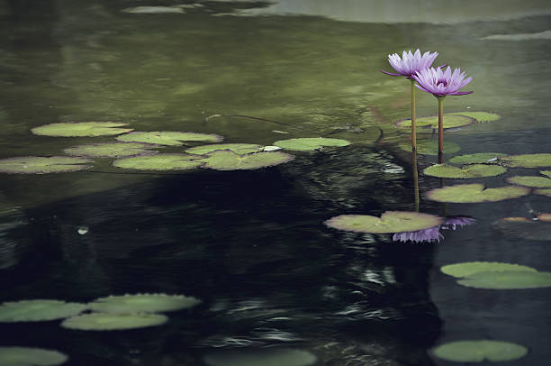 istock Artistic composition pink water lily on the garden pond 637556982