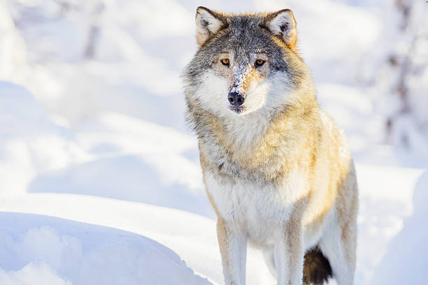istock One wolf standing in beautiful winter forest 637556988