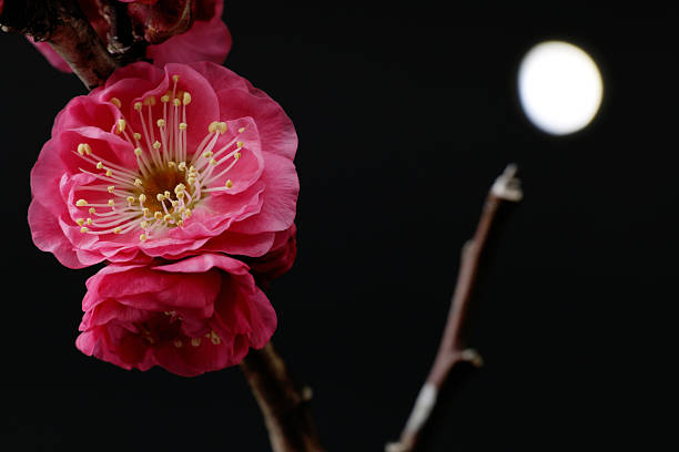 Japanese plum and moon light background