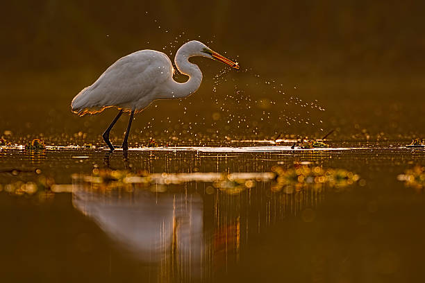 istock great egret hunting at sunrise 637560408