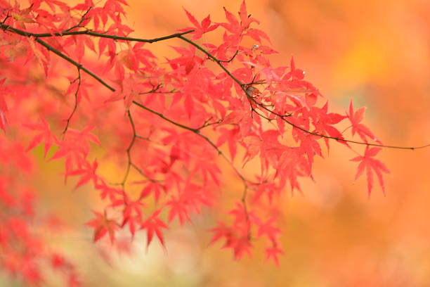 istock Japanese Autumn Foliage 637561208