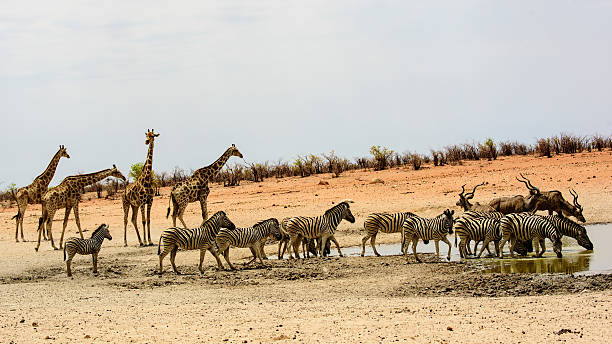 istock Animals at the waterhole 637562838