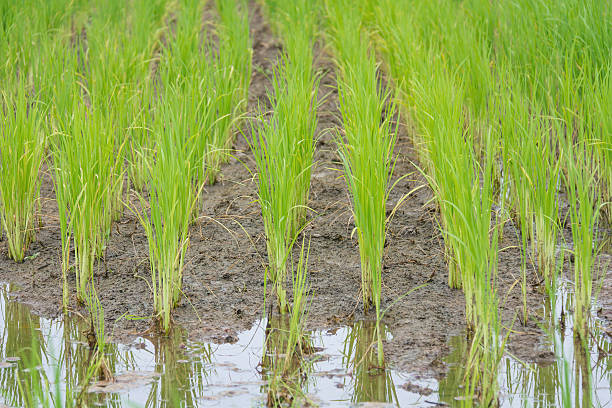 istock rice field in early stage 637563024