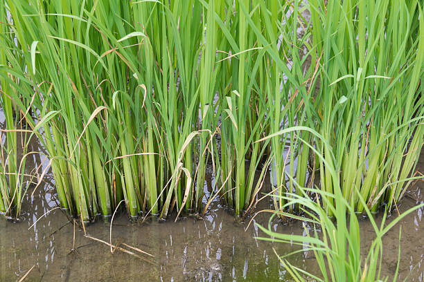 istock rice field in early stage 637563512