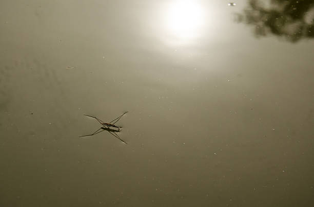 Water Striders or Pond Skaters or Gerridae or jesus bugs walking and running and reflection of sun on surface water of lake in Thailand