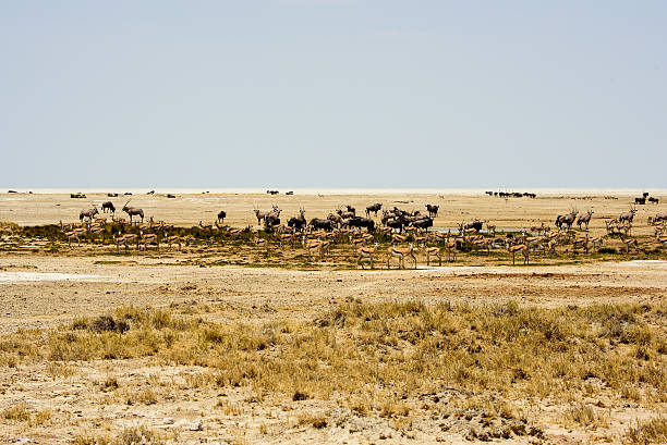 istock Wildlife in Etosha 637566634