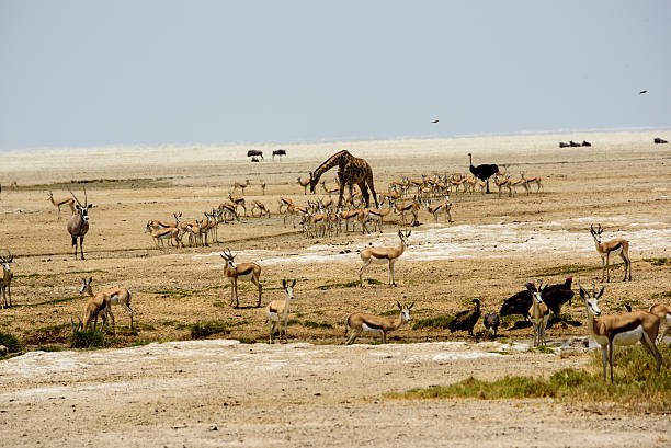 istock wildlife spectacular 637566750