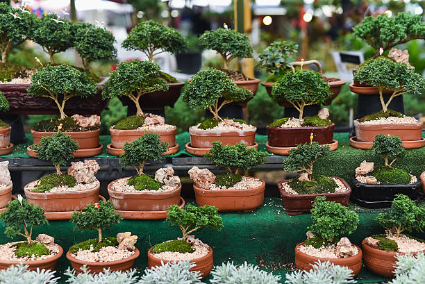 istock little tree in the market 637567640