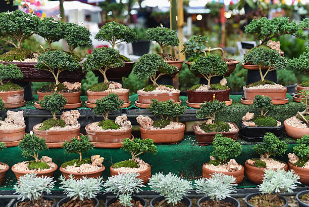 istock little tree in the market 637567714
